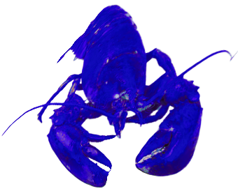 homard lebohec