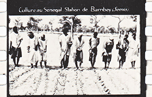 colonies 186 17