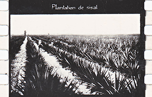 colonies 186 19