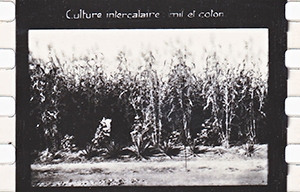 colonies 186 20