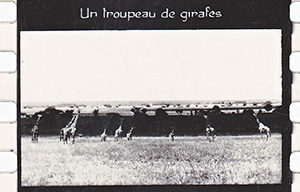 colonies 186 22