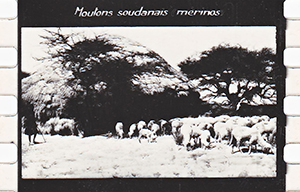 colonies 186 26