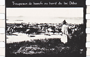 colonies 186 27