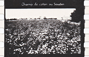 colonies 186 39