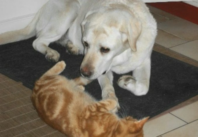 Cat idylle