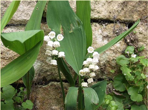 muguet