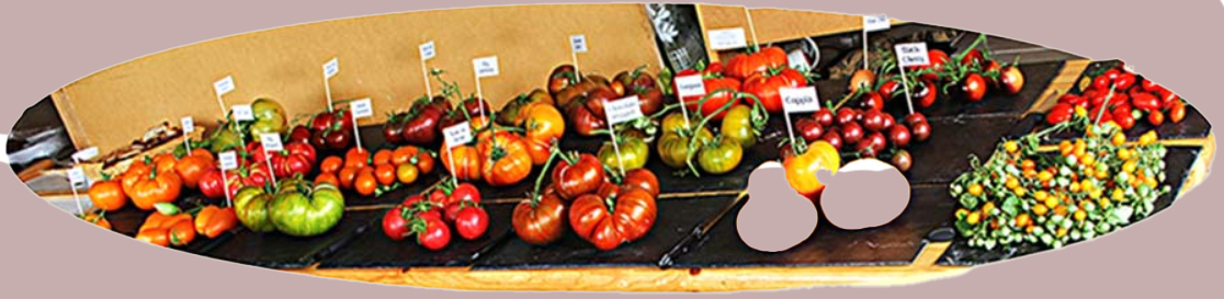 tomates