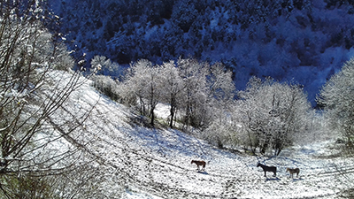 Chevaux neige