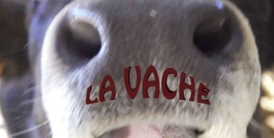 vache ruminant b